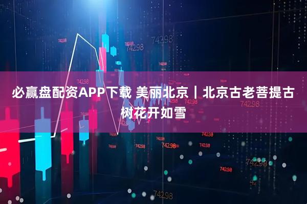 必赢盘配资APP下载 美丽北京｜北京古老菩提古树花开如雪